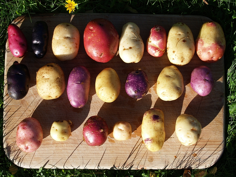10 Most Popular Potato Grow Bags for 2023 - The Jerusalem Post