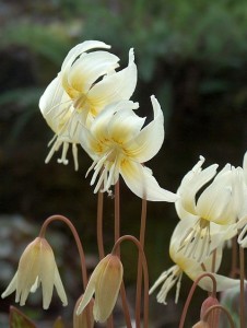 Probably seed propagated Erythronium californicum "White Beauty" 