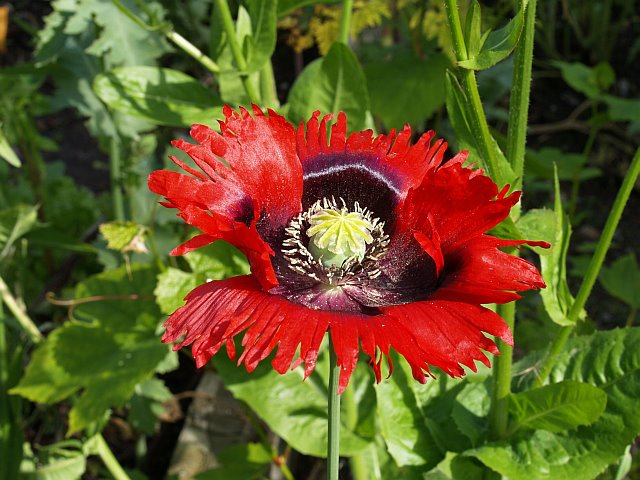 red opium poppy