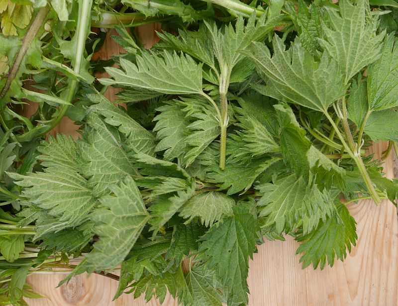 Stinging Nettle - The Permaculture Research Institute